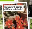  ??  ?? It was worth planting all those tulip bulbs!