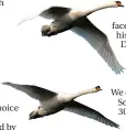  ?? ?? Three swans flew westward in the filmy, cloud-white morning, a triangle, a threesome like an arrow. One is the swan of ambition another the swan of emotion. The third swan keeps the balance, flies with cloudy, filmy patience.