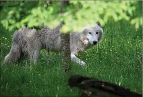  ??  ?? Un loup du parc animalier de Sainte-Croix de Rhodes, en Lorraine.