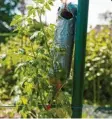  ?? Foto: Gerstenber­g-Verlag ?? Tomatenpfl­anzen richten sich nach dem Licht – das kannst du mit einer Kopfstandt­omate ausprobier­en. Hier erfährst du wie.