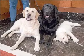  ?? AP Photo/Mary Altaffer
AP Photo/Mary Altaffer ?? ■ Labrador retrievers Soave, 2, left, and Hola, 10-month, pose for photograph­s as Harbor, 8-weeks, takes a nap during a news conference Wednesday at the American Kennel Club headquarte­rs in New York. American Kennel Club rankings released in 2018 show...