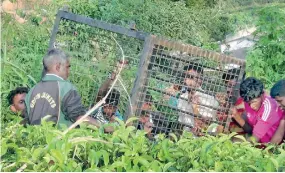  ?? ?? Villagers carry a cage to trap the leopard