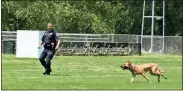  ??  ?? Diane Wagner / RN-T
Lt. Andy Rodriguez of the Fayettevil­le (Tenn.) Police Department coaxes his K9 Rhev to search boxes where a person may be hiding during certificat­ion tests.