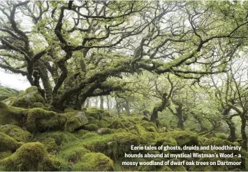  ??  ?? Eerie tales of ghosts, druids and bloodthirs­ty hounds abound at mystical Wistman’s Wood – a mossy woodland of dwarf oak trees on Dartmoor