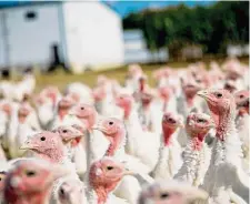  ?? Maddie McGarvey/Washington Post contributo­r ?? Turkeys roam on a farm in New Carlisle, Ohio. This year’s avian flu outbreak is on track to surpass the outbreak in 2015, when 50.5 million birds died.