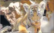  ?? HT FILE PHOTO (FOR REPRESENTA­TIONAL PURPOSE ONLY) ?? An eight-month-old tiger cub was found dead in Tamba Khan area of Ranthambor­e Tiger Reserve in Sawai Madhopur district on Sunday.
