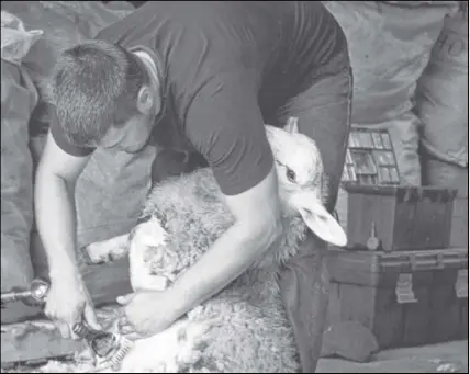  ?? FiLE PHoto ?? A sheep gets sheared during an Open Farm Day event last year in Nova Scotia. The annual event takes place on Sunday.