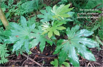  ??  ?? The result of the earlier, obsessive planting of aralia.