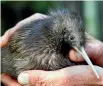  ??  ?? A scheme to have kiwi return to Wellington is supported by Diana Morris, formerly of Wellington, but now living on Rakiura Stewart Island.