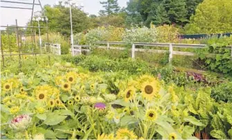  ?? MIRI TALABAC ?? Flowering annuals situated in the garden amid vegetable plants will attract beneficial insects, not only to pollinate crops, but also to eat pests.