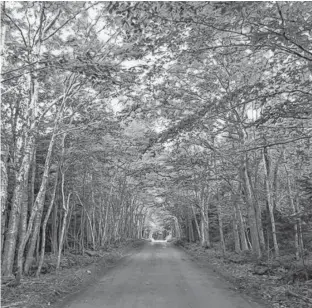  ?? TOURISM P.E.I. • SPECIAL TO SALTWIRE NETWORK ?? New Harmony Heritage Road in Prince Edward Island features an enclosed canopy forest stretching just over a kilometre. It’s part of the Designated Scenic Heritage Roads on the Island.