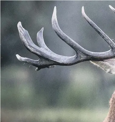  ??  ?? The red deer is the largest land mammal in Britain with stags’ antlers weighing up to 5kg each