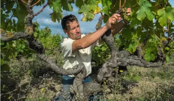  ??  ?? L’ancien bûcheron s’est initié à la vigne aux côtés du célèbre Mark Angeli.