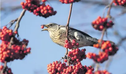  ??  ?? Voracious
Redwing can strip berries from trees quickly