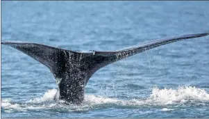  ?? CP PHOTO ?? A North Atlantic right whale appears at the surface of Cape Cod bay off the coast of Plymouth, Mass., on March 28, 2018. A year after the population of critically endangered North Atlantic right whales suffered devastatin­g losses, Canadian officials say measures taken this season to save the species have worked.