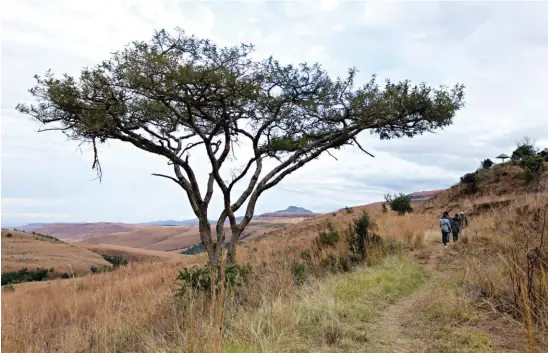  ??  ?? TREE AAN. Maak vas daai skoenveter­s, want voetslaan is die ding om te doen waar in die Drakensber­g jy jou ook al bevind. Van Sungubala af kan jy letterlik énige rigting inslaan.