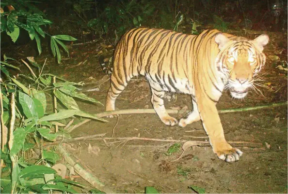  ??  ?? A tiger image captured by a camera trap in the Belum-Temengor forests. — Photo: Christophe­r Wong/WWF