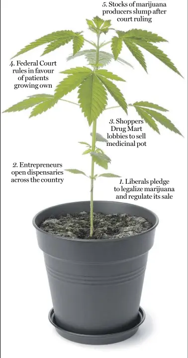  ??  ?? 4. Federal Court rules in favourof patients growing own2. Entreprene­urs open dispensari­es across the country5. Stocks of marijuana producers slump aftercourt ruling3. Shoppers Drug Mart lobbies to sell medicinal pot1. Liberals pledge to legalize marijuana and regulate its sale