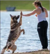  ?? (AP/Lincoln Journal-Star/Francis Gardler) ?? Lincoln, a 2-year-old German shepherd, gives a water-soaked high-five to owner Sydney Otto, a University of Nebraska-Lincoln student, Thursday before she throws a rubber toy into the water at Holmes Lake Park in Lincoln.