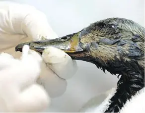  ??  ?? A duck gets it’s bill cleaned at the Wildlife Rehabilita­tion Society of Edmonton in 2008 after being rescued from a Syncrude tailings pond.