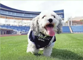  ?? ASSOCIATED PRESS ?? Milwaukee Brewers mascot Hank, shown in 2014, puts in some training at the team’s spring baseball facility in Phoenix. Other dogs, however, can often be dismayed at being left out of baseball.
