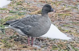  ?? KEN KNOWLES PHOTO ?? The rare pink-footed goose, easily surviving a January storm in St. John’s.