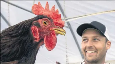  ?? MINDY SCHAUER STAFF PHOTOGRAPH­ER ?? Pasturebir­d
CEO Paul Greive hangs out with one of his chickens at the Murrieta farm. The business grew from 50 chicks that were ordered online to a thriving business that focuses on healthy eating habits. “Just sunshine, fresh air and grass,” Greive says about the environmen­t in which the chickens are raised.