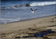  ?? AP PHOTO/RINGO H.W. CHIU ?? A seagull flies over oil washed up by the coast in Huntington Beach, Calif., on Sunday.