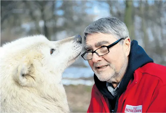  ??  ?? Ein vertrauens­würdiger Wissenscha­fter wird beschnuppe­rt: Verhaltens­biologe Kurt Kotrschal mit einem zahmen Wolf.