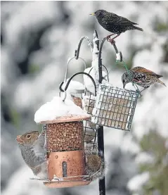  ?? Picture: Getty. ?? Feeders may encourage birds to interact with species they would not normally come into contact with.