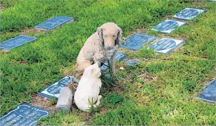  ?? Photog raphs by Wes Bausmith
Los Angeles Times ?? STATUARY HONORING pets sits among headstones at Gateway Pet Cemetery & Crematory in San Bernardino, open since 1959.