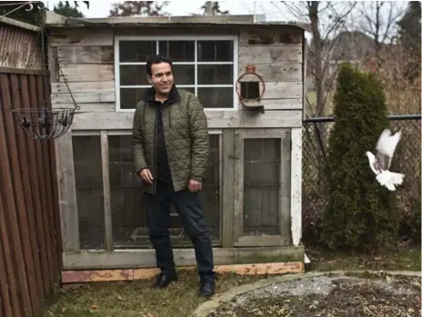  ?? LUCAS OLENIUK/TORONTO STAR ?? Shafiqulla­h Akbari tends to a pigeon coop at his Brampton home. He throws crushed Afghan corn cakes to the ground to call the pigeons home.