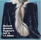  ??  ?? Record breaker Cygnus’s tail is 17.58ins