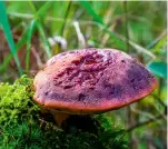  ?? ?? the cauliflowe­r fungus grows at the base of pine trees and can be enormous. the beefsteak fungus resembles a cut of raw meat