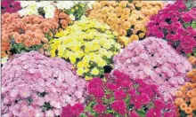  ??  ?? Chrysanthè­mes, bouquets de circonstan­ce!