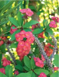  ??  ?? THIS PAGE (clockwise from top left) These topiaried pohutukawa are always a show-stopper; Jürgen says the reaction of visitors to messing with such an iconic native plant is 80 per cent horror and 20 per cent surprise. Euphorbia milii is one of the...