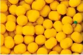  ??  ?? Where corn is used a lot Paul’s first choice of hookbait is a Betaine Yellow Match Mini