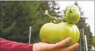  ??  ?? Matt DeBacco holds one of his tomatoes, which he says can grow as big as children’s soccer balls.