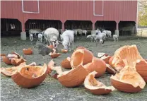  ?? ?? While most head first for the feeding trough, a few sheep notice the bounty of pumpkins awaiting the herd.