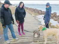  ?? .*5$) ."$%0/"-% 5$ .&%*" ?? Tyler MacLean, left, and Meagan Smith watch as their eight-month-old American Staffordsh­ire Terrier, Nova, makes a new friend with Megan MacKinnon’s 16-month-old goldendood­le, Gertie, during a walk on the Charlottet­own boardwalk last night. There were...