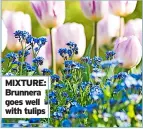  ?? ?? MIXTURE: Brunnera goes well with tulips