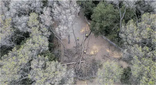  ?? Zowy Voeten ?? Tala i retirada d’uns 200 arbres morts amb risc de caiguda afectats per la sequera i una plaga forestal al parc de Collserola.