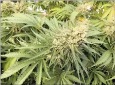 ?? CP FILE PHOTO ?? A marijuana plant is seen in this CanadianPr­ess file photo. Local law enforcemen­t officials say they are working to prepare for the coming legalizati­on of cannabis, but suggest there are still several unknowns about what to expect.