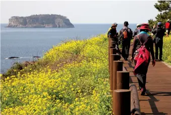  ??  ?? Above: Colourful flowers in bloom along the coastal track. Below: Taking a walk through a colourful patch of yellow flowers.