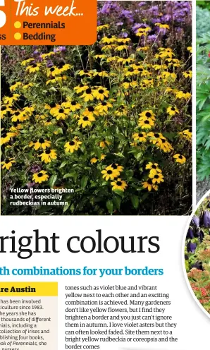  ??  ?? Yellow flowers brighten a border, especially rudbeckias in autumn Claire Austin