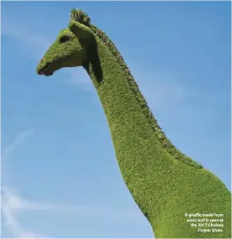  ??  ?? A giraffe made from astro turf is seen at the 2017 Chelsea Flower Show.