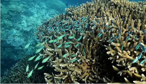 Marine biologists urge people not to give up hope on Great Barrier Reef ...