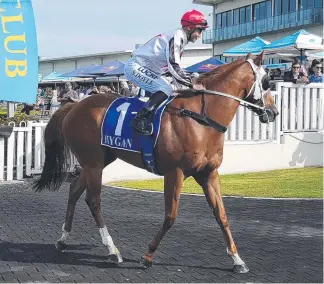  ??  ?? Jockey Shannon Doyle on Ditmas after his maiden win at the Gold Coast.