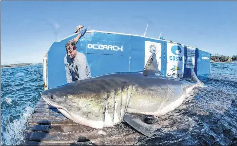  ?? THE CANADIAN PRESS/HO-OCEARCH-R.SNOW ?? Hal, a 13-foot great white shark found off the coast of N.S. on Saturday, Sept.29, 2018, is shown in a handout photo. Researcher­s looking for a possible great white shark mating site off Nova Scotia are having a successful expedition so far, having tagged their third mature male great white shark on Saturday.