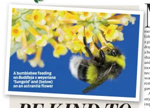  ??  ?? A bumblebee feeding on Buddleja x weyeriana ‘Sungold’ and (below) on an astrantia flower